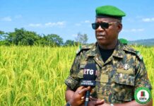 AGRICULTURE ET AUTOSUFFISANCE ALIMENTAIRE : LE LIEUTENANT-COLONEL SÉKOU TRAORÉ CULTIVE SEPT HECTARES DE RIZ À LINSAN