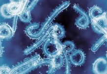 France : un premier cas humain mortel du virus Shamonda détecté